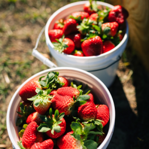 Strawberry picking field trip