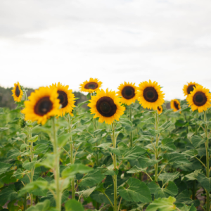 Homeschool farm learning at Amber Brooke Farms